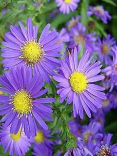 Aster grand d'automne 'Dauerblau'