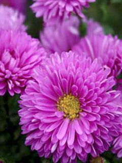 Aster grand d'automne 'Patricia Ballard'