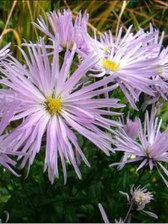 Aster Rosenquarz - Aster grand d'automne.