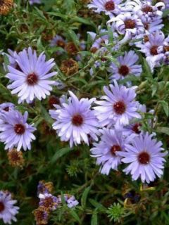 Aster grand d'automne 'Sarah Ballard'