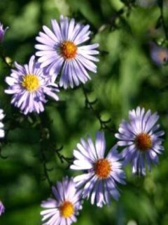Aster laevis Calliope - Aster géant d'automne
