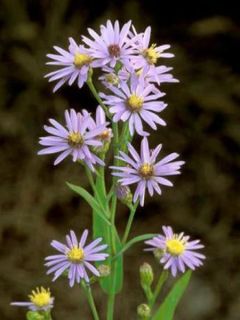 Aster laevis 