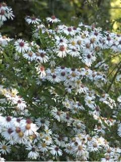 Aster lateriflorus Chloe