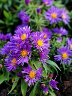 Aster nain 'Augenweide'