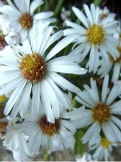 Aster dumosus Kristina