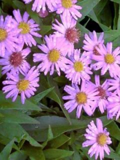 Aster dumosus Marjorie - Aster nain