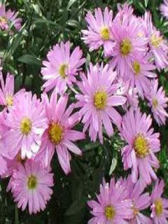 Aster dumosus Rosenwichtel - Aster nain d’automne rose pur