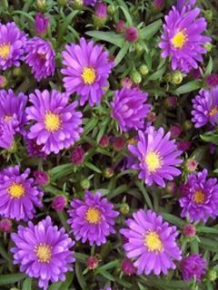 Aster dumosus Samoa - Aster nain d'automne violet