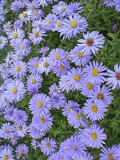 Aster nain 'Silberblaukissen'