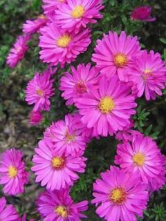 Aster nain 'Starlight'