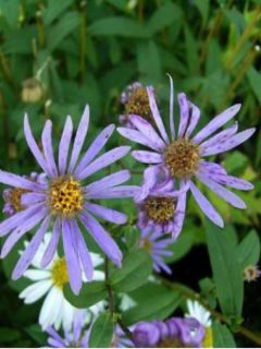 Aster radula - Aster botanique.
