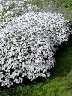 Aster 'Stardust'