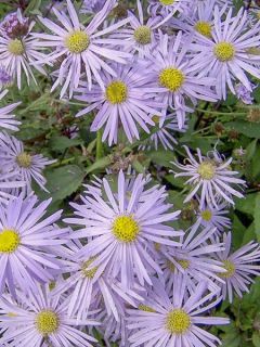 Aster turbinellus - Aster des prairies mauve