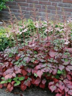 Astilbe arendsii Colour Flash - Astilbe d'Arends panachée