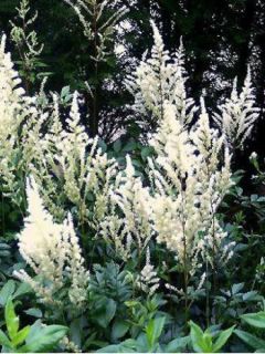 Astilbe d'Arends 'Diamant'
