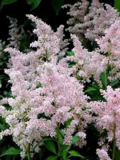 Astilbe arendsii Erika