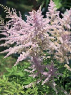 Astilbe arendsii Walkure - Astilbe d'arends Walkure