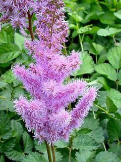 Astilbe de Chine 'Purpurkerze'