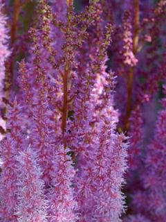 Astilbe de Chine 'Superba'