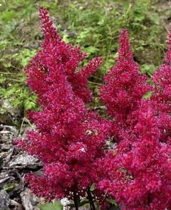 Astilbe du Japon 'Montgomery'