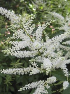 Astilbe du Japon 'Washington'