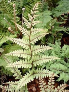 Athyrium otophorum var. okanum, Fougère femelle
