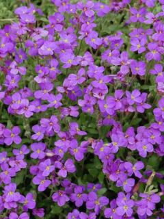 Aubriète deltoides '-violet-'
