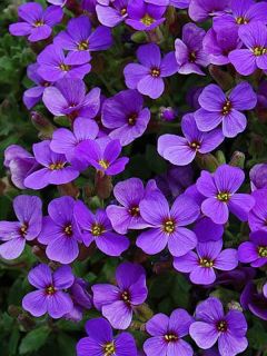 Aubriète Hamburger Stadtpark - Aubrieta x cultorum