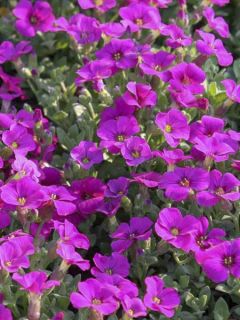 Aubriète 'Rose-red'