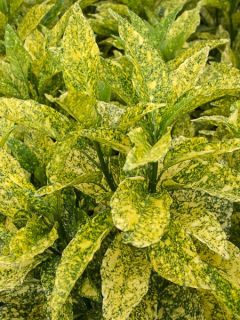 Aucuba du Japon 'Golden king'