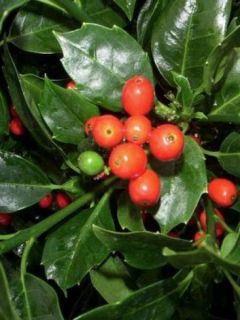 Aucuba du Japon 'Rozannie'