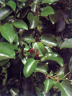 Aulne de Corse Aulne de Corse