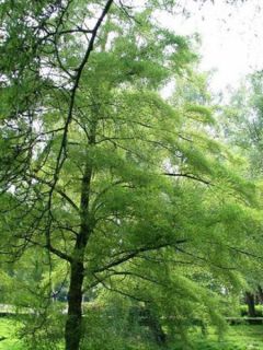 Aulne glutineux 'Imperialis'