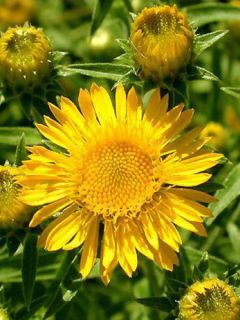 Aunée à feuilles récurvées