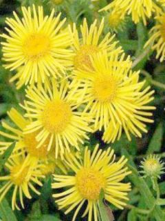 Inula hookeri Mude 