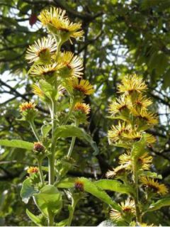 Aunée 'Sonnenspeer'