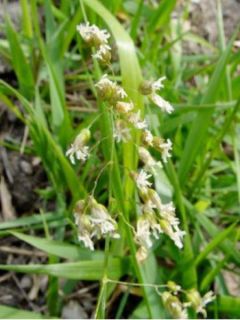 Hierochloe odorata - Avoine odorante