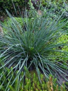 Avoine bleue - Helictrotrichon sempervirens Pendula