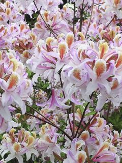 Azalée de Chine Delicatissima - Rhododendron (x) occidentale Azalée de Chine Delicatissima - Rhododendron (x) occidentale