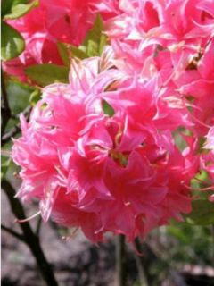 Azalée de Chine Homebush - Rhododendron hybride Azalée de Chine Homebush - Rhododendron hybride