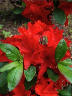 Azalée caduque knaphill 'Nabucco'