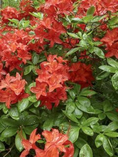 Azalée caduque knaphill 'Satan'