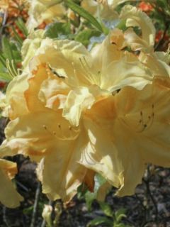 Azalée de Chine 'Harvest Moon'