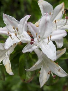 Azalée des marais, azalée viqueuse