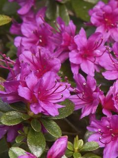 Azalée du Japon Amoena - Rhododendron hybride