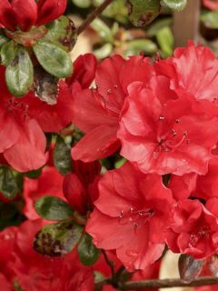 Azalée japonaise 'Ardeur'