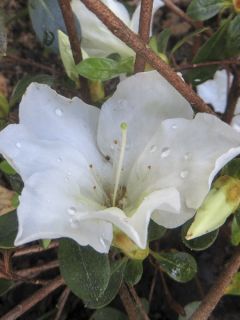 Azalée japonaise 'Dorothy Heiden'