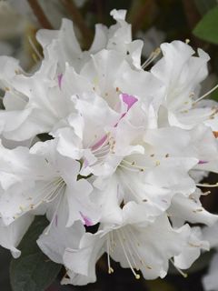 Azalée japonaise 'Encore Lily'