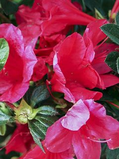 Azalée japonaise 'Encore Ruby'
