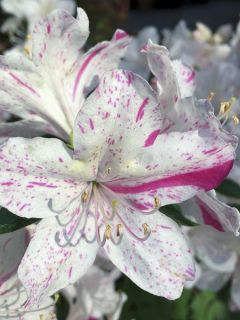 Azalée japonaise 'Encore Starlite'